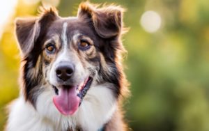 Descubra o Guia do Cãozinho Saudável e Feliz - Transforme a Vida do seu Melhor Amigo Peludo. Garanta já o seu Guia do Cãozinho Saudável