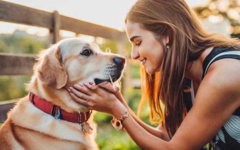 Transforme a Vida do seu Cão com o Treinamento Dog Adestrado - Resultados Surpreendentes em Pouco Tempo!