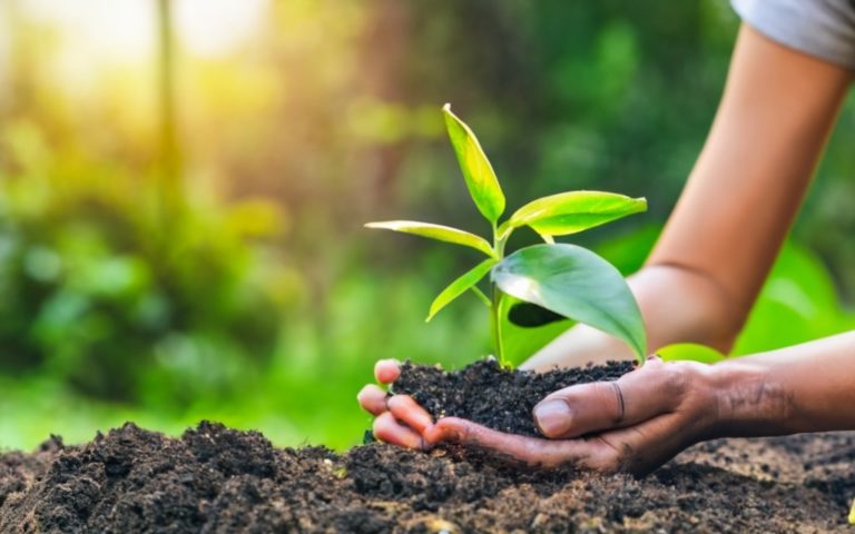 Criando um Jardim Sustentável em Casa: Dicas para um Espaço Verde Eco amigável, Ao seguir essas dicas, você estará dando passos significativos