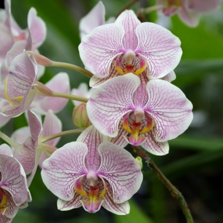 Cuidados Essenciais para Orquídeas: 10 Dicas para um Cultivo Saudável. Cultivar orquídeas pode ser uma experiência gratificante quando se compreende as necessidades específicas dessas plantas fascinantes.